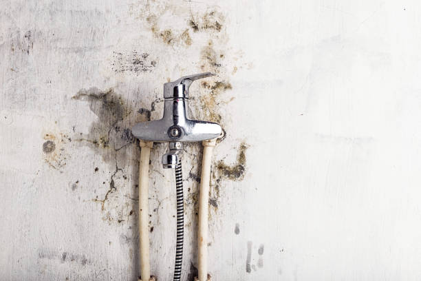 Best Certified Mold Removal  in Benwood, WV