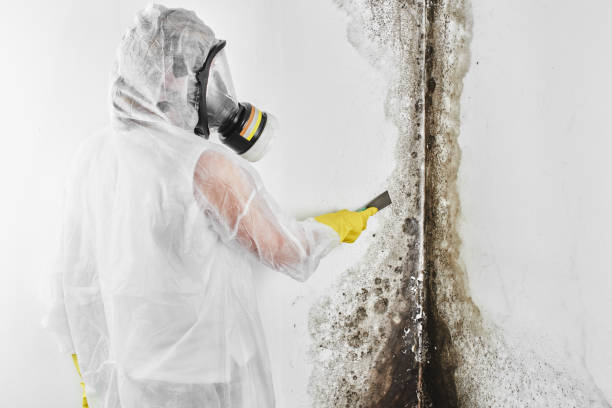 Trusted Benwood, WV Mold Removal Experts