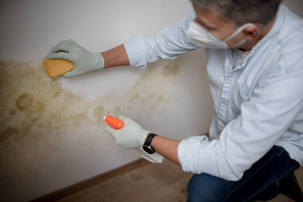 Best Local Mold Removal Service  in Benwood, WV