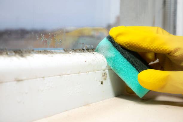 Best Affordable Mold Removal  in Benwood, WV