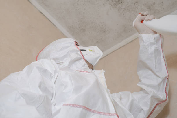 Best Emergency Mold Removal  in Benwood, WV
