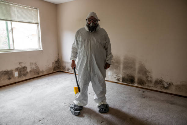 Office Mold Removal Services in Benwood, WV