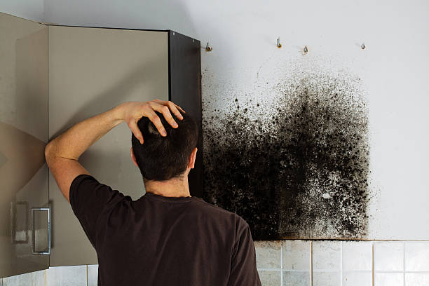 Professional Mold Removal in Benwood, WV