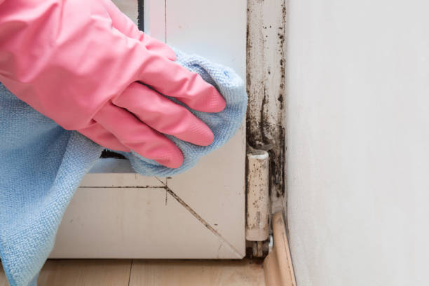 Best Local Mold Removal Service  in Benwood, WV